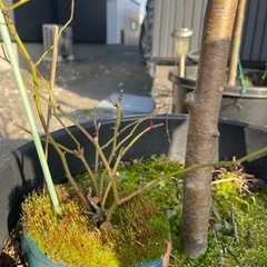 ミニ　野バラ　　の画像