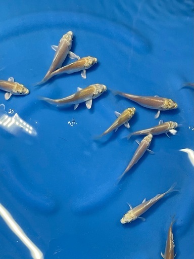 錦鯉プラチナ5匹保証あり　配送用