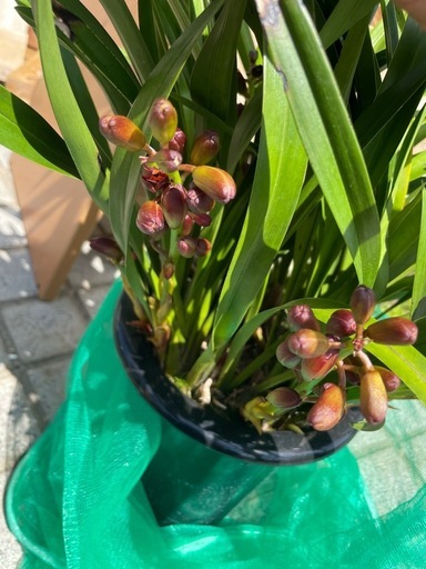巣箱  日本蜜蜂  蜜蝋塗り済み キンリョウヘン花芽