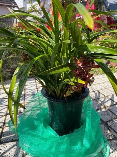 巣箱  日本蜜蜂  蜜蝋塗り済み キンリョウヘン花芽