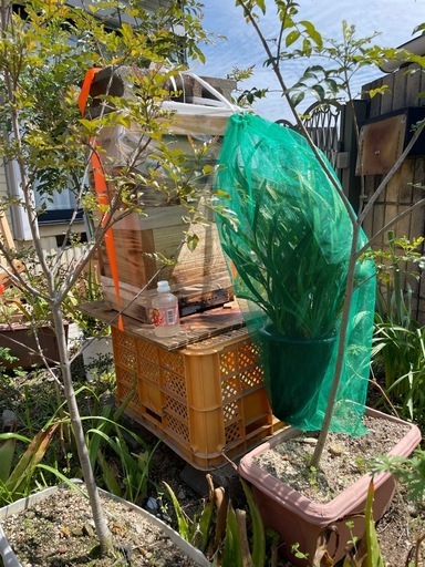 巣箱  日本蜜蜂  蜜蝋塗り済み キンリョウヘン花芽
