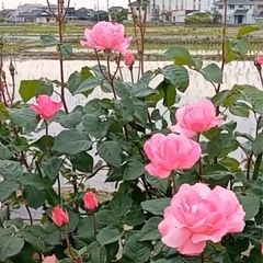バラの大苗　クイーンエリザベスの画像