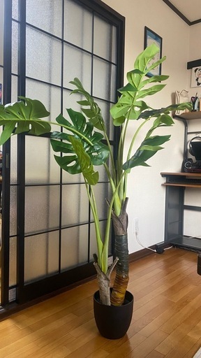 モンステラ
