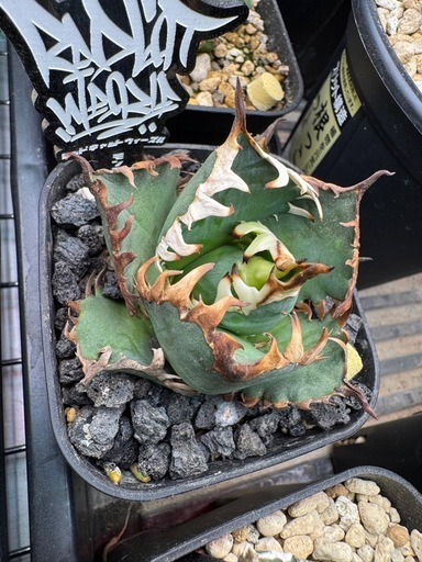 アガベ多数
