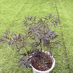 西洋ニワトコ　ブラックレース①　もうすぐ開花の画像