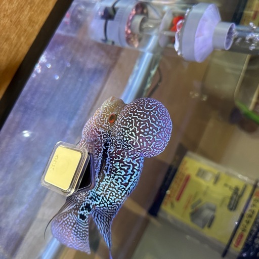 フラワーホーン飼育set