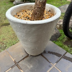 【植え替えしました】パキラ　観葉植物　塊根植物　多肉植物　ビザールプランツ　レアプランツ　ガーデニング　植物　グリーン　趣味　盆栽　葉　花　庭　草　インテリア　おしゃれ　飾り　園芸　観葉植物　塊根植物　グリーン　生活雑貨 家庭用品 ガーデニングの画像