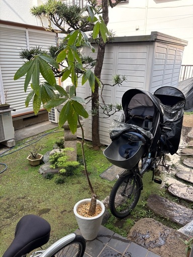 【植え替えしました】パキラ　観葉植物　塊根植物　多肉植物　ビザールプランツ　レアプランツ　ガーデニング　植物　グリーン　趣味　盆栽　葉　花　庭　草　インテリア　おしゃれ　飾り　園芸　観葉植物　塊根植物　グリーン　生活雑貨 家庭用品 ガーデニング
