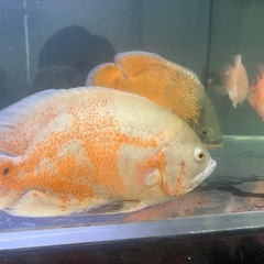 オスカー
の画像