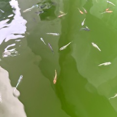 ミックスメダカの画像