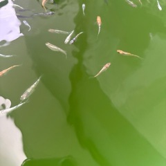 ミックスメダカの画像