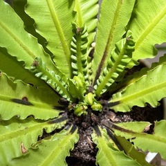 【四谷引渡し｜亜熱帯植物】アスプレニウム｜南国の空気・存在感ありの画像