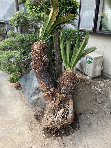 ソテツ