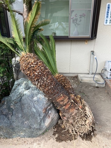 ソテツ