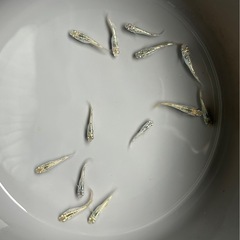 メダカ　すずらん　めだか　12匹+α‼️の画像
