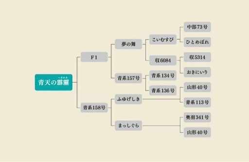 青天の霹靂　お米　5キロ×3袋