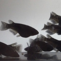 終了⭐️オロチダルマ⭐️メダカ　10匹　上物の画像