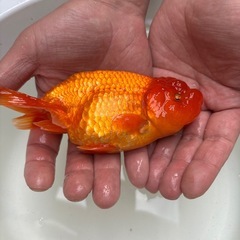 決まりました。の画像