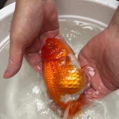 らんちゅう更紗16センチの画像