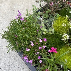 苗物差し上げます！の画像