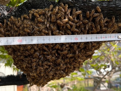 日本蜜蜂　分蜂1群　重箱2段