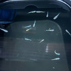 今すぐ沢山飼育セット【メダカ】若魚の画像