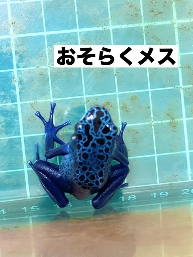 【購入決まりました】houyuu様　カエル　メイビーペア