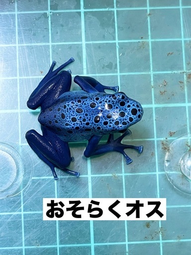 【購入決まりました】houyuu様　カエル　メイビーペア
