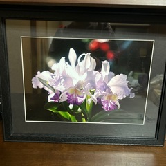 カトレアの写真額の画像