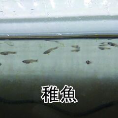 《国産グッピー》ドイツイエロータキシード　グッピー　稚魚10匹＋ｵﾏｹの画像