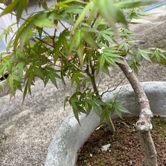 桂もみじ紅葉の画像