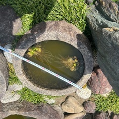 もちうす　処分　販売しますの画像