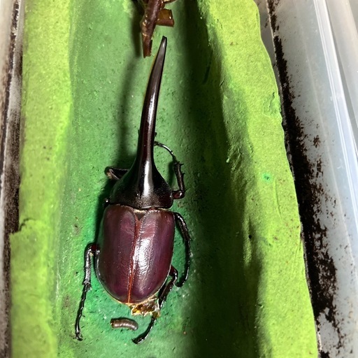 ④ヘラクレスオオカブトムシ ペア 早いもの勝ち