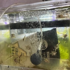 エンゼルフィッシュ　オス&メスの画像