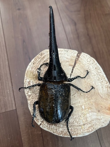 DH.ヘラクレス♂158mm ペアリング済み即ブリ (RE.OTSUKA) 篠路のその他 