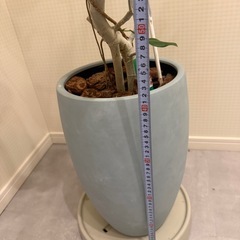 観葉植物フィカス＋鉢
の画像