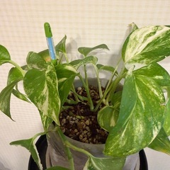 観葉植物コーヒーの木＋鉢、ポトス＋鉢の画像