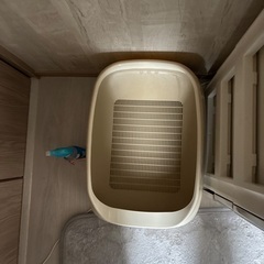 猫のシステムトイレの画像