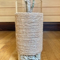 観葉植物　ポリシャスとガラス製鉢カバーの画像