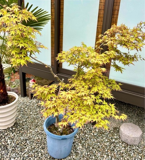 イロハモミジ