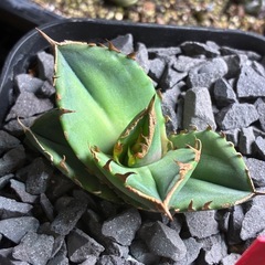 CG血統トリケラトプスの画像