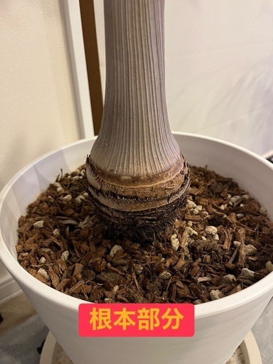 トックリヤシ売ります@5000円