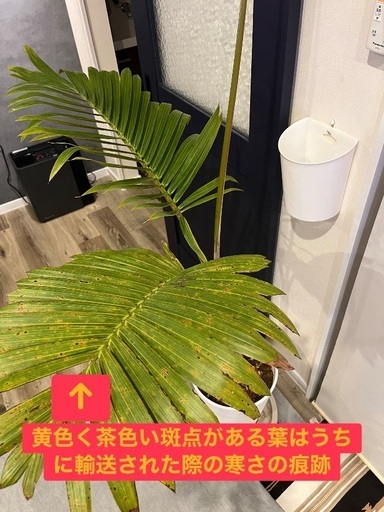 トックリヤシ売ります@5000円