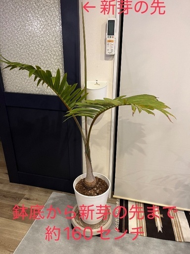 トックリヤシ売ります@5000円