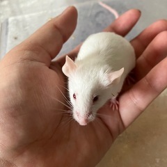 ハツカネズミ