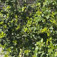 【早い者勝ち】ツゲの木10本の画像