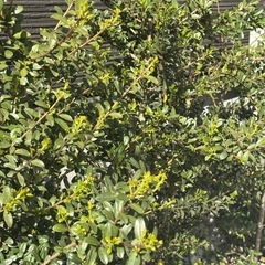 【早い者勝ち】ツゲの木10本の画像