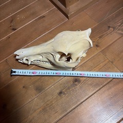 ハンティングトロフィー　猪の画像