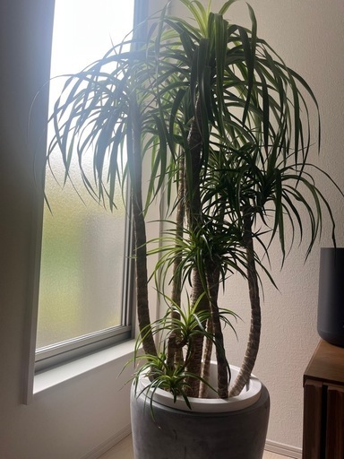 植物