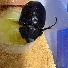 【即ブリ】マルスゾウカブト　♀単体　カブトムシ　成虫　メスの画像